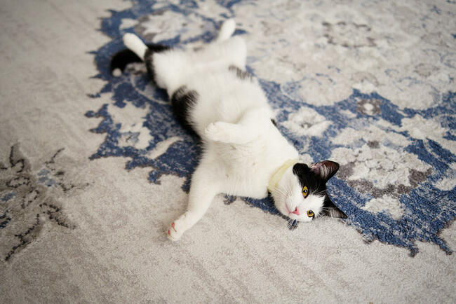 Opieka nad kotem, hotel dla kota, Kalisz + 50 km