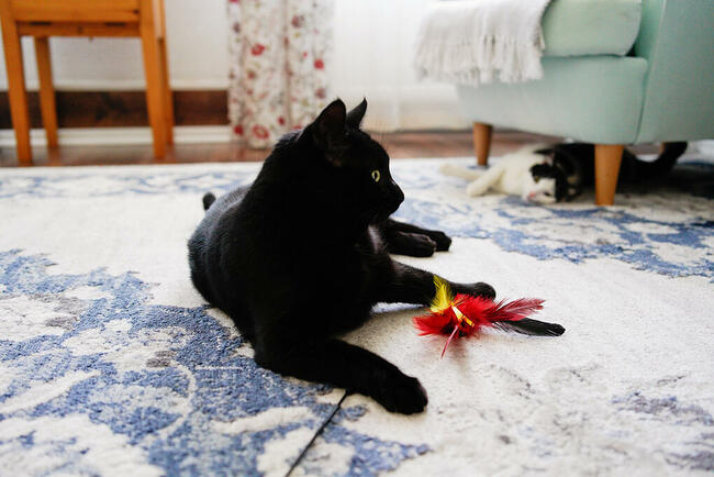 Opieka nad kotem, hotel dla kota, Kalisz + 50 km