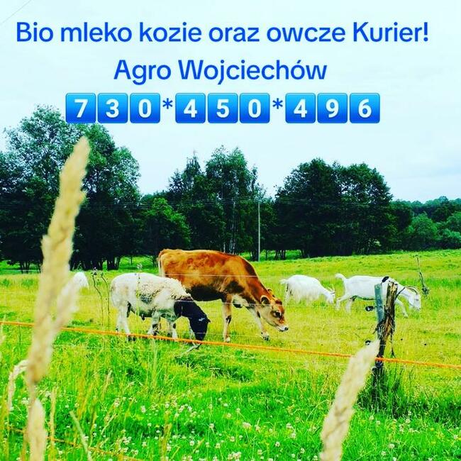 Pomidory zamów już dziś! 730 450 496