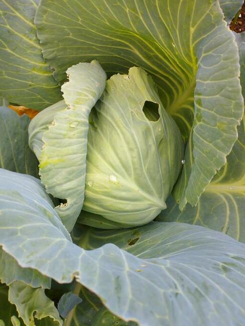 Pomidory zamów już dziś! 730 450 496