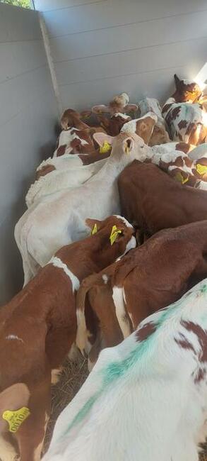 Cielęta mięsne byczki