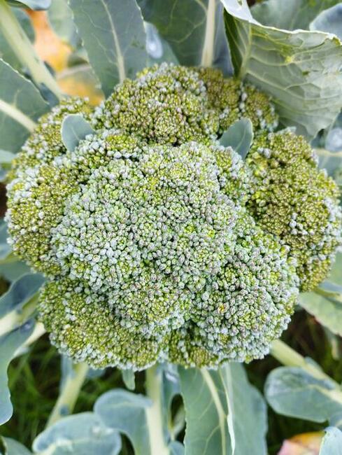 Pomidory zamów już dziś! 730 450 496