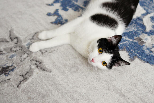 Opieka nad kotem, hotel dla kota, Kalisz + 50 km