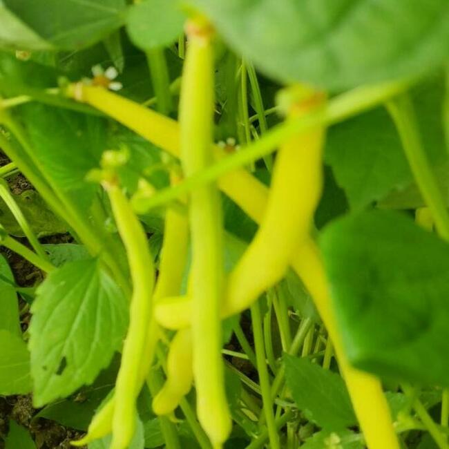 Pomidory zamów już dziś! 730 450 496