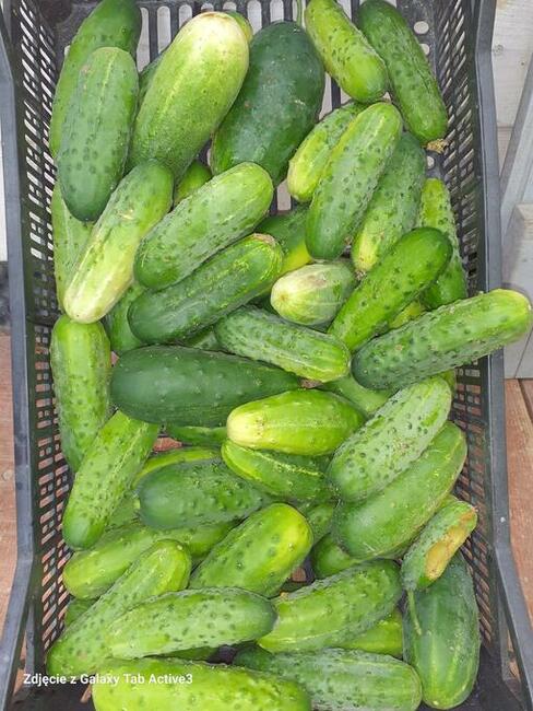 Pomidory zamów już dziś! 730 450 496