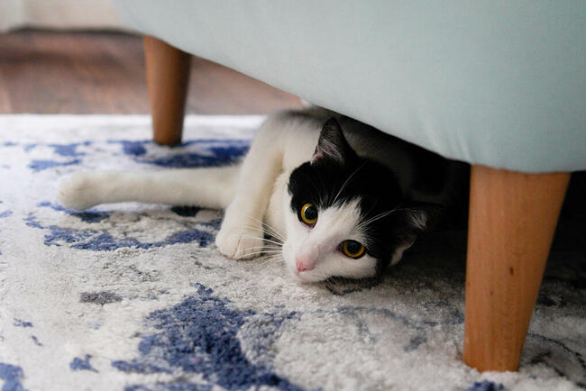 Opieka nad kotem, hotel dla kota, Kalisz + 50 km