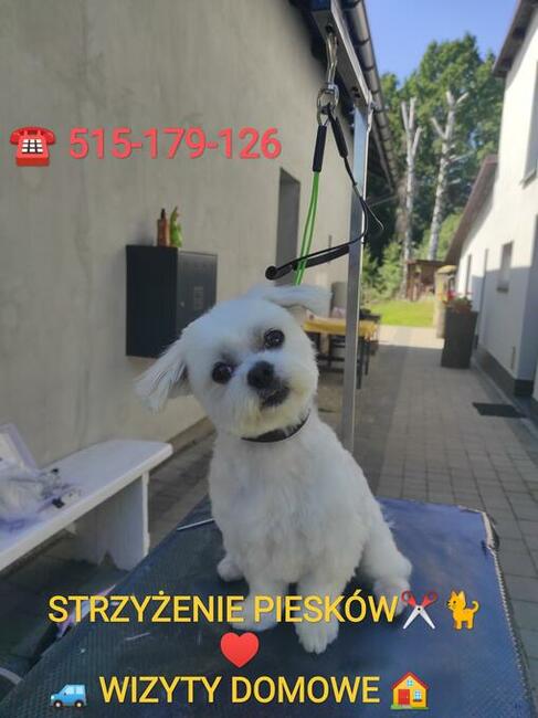 Strzyżenie piesków w domu klienta. Mobilny psi fryzjer.