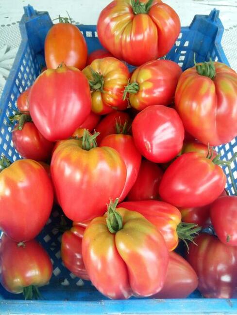 Pomidory zamów już dziś! 730 450 496