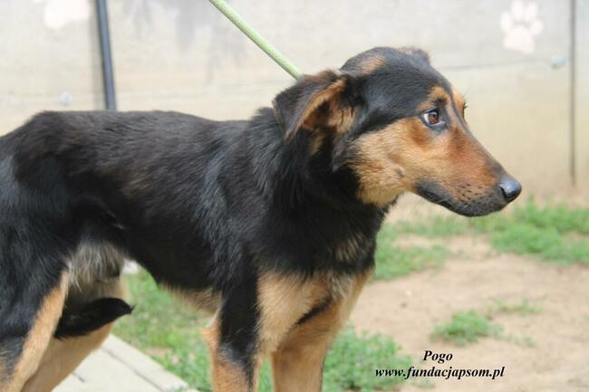 Pogo pies do adopcji