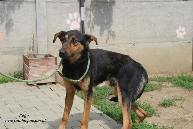 Pogo pies do adopcji