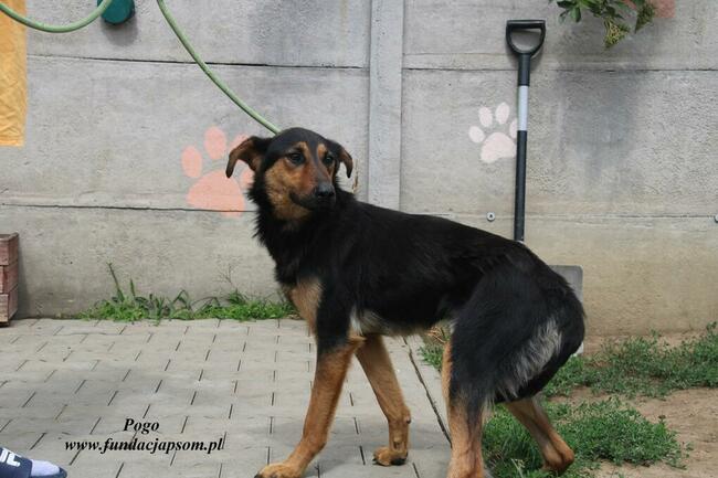 Pogo pies do adopcji