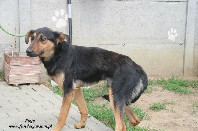 Pogo pies do adopcji