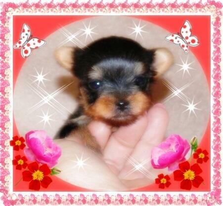 York, yorkshire terrier!Elitarny reproduktor micro, małopolska