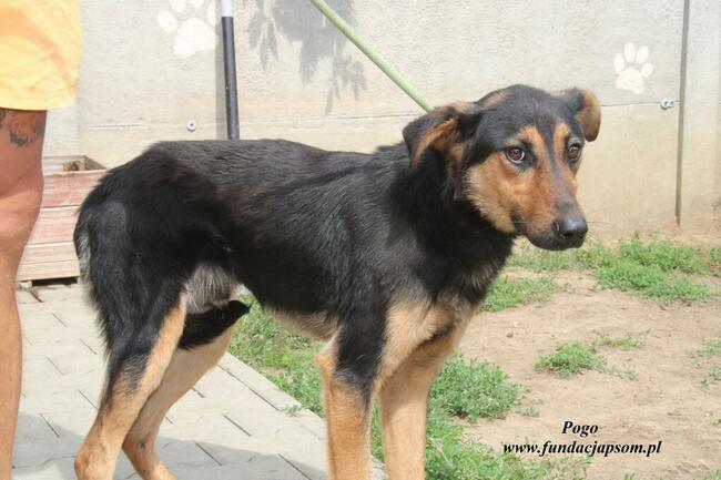 Pogo pies do adopcji