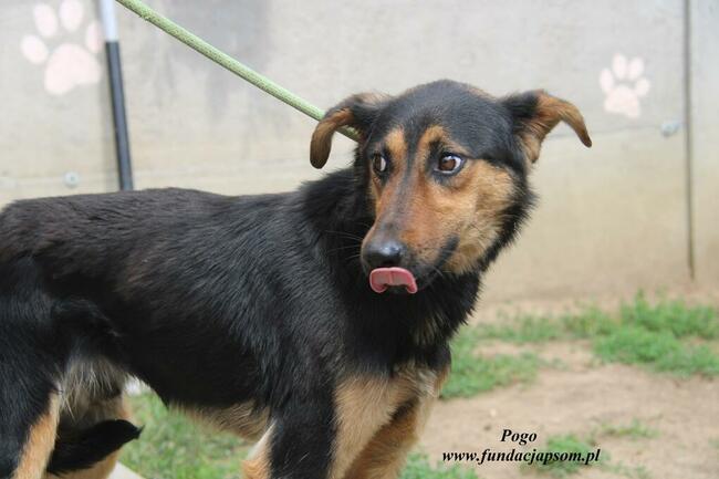 Pogo pies do adopcji