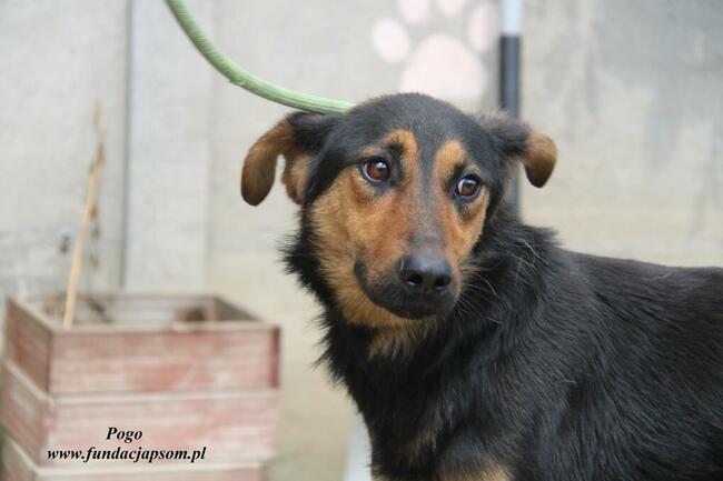 Pogo pies do adopcji