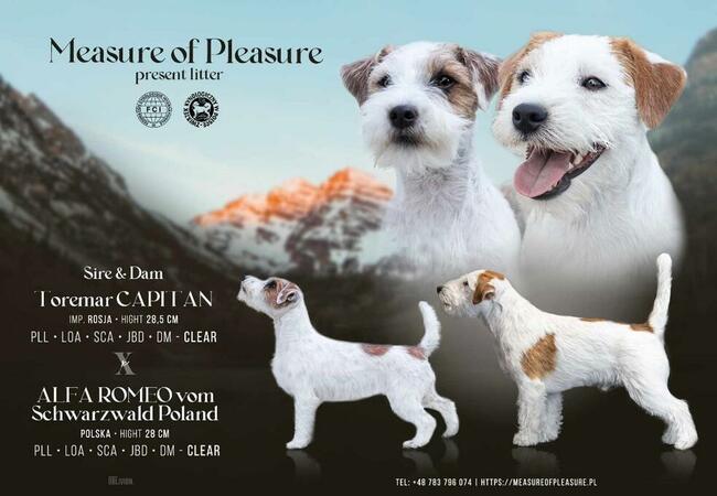 Szczenięta z metryką ZKwP/FCI Jack Russell Terrier Warszawa
