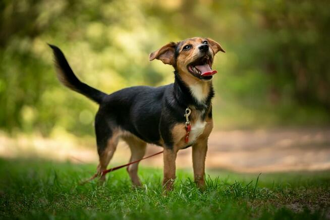 Łatka - 6 miesięczna, uśmiechnięta sunia!