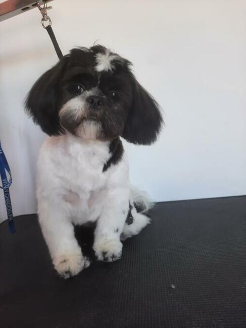 Groomer, Salon pielęgnacji psów, Psi fryzjer