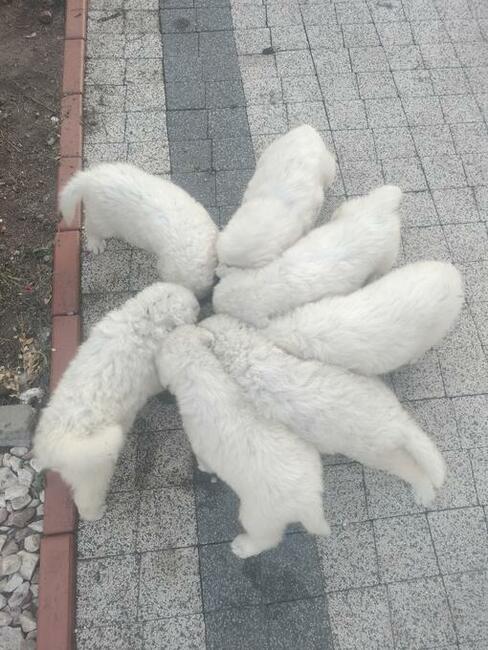 szczeniaki owczarka podhalańskiego