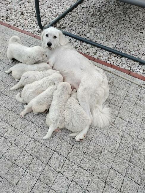 szczeniaki owczarka podhalańskiego