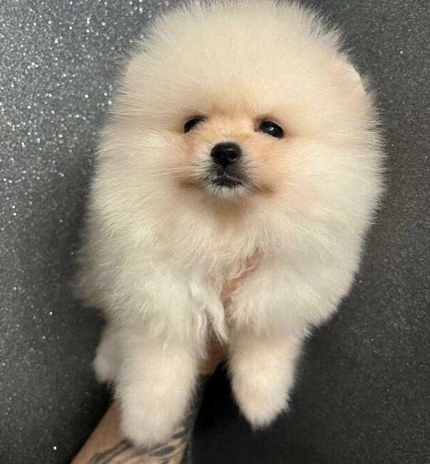 Szpic Pomeranian sunia