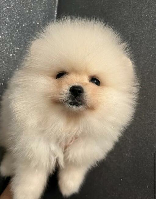 Szpic Pomeranian sunia