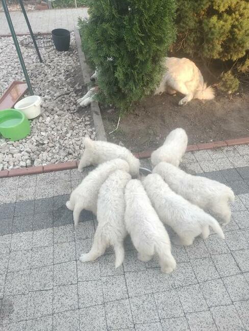 owczarek podhalański szczeniaki