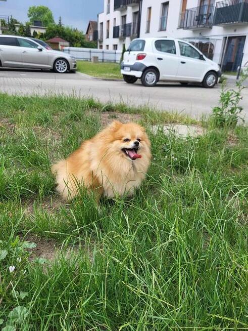 Szpic Pomeranian sunia