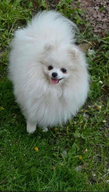 Szpic Pomeranian sunia