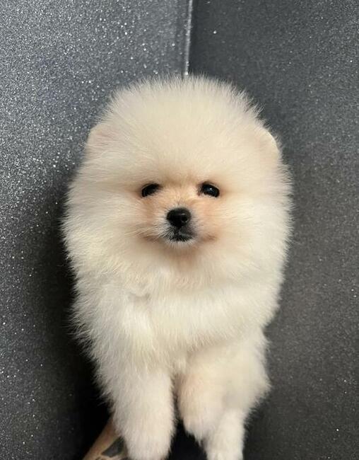 Szpic Pomeranian sunia