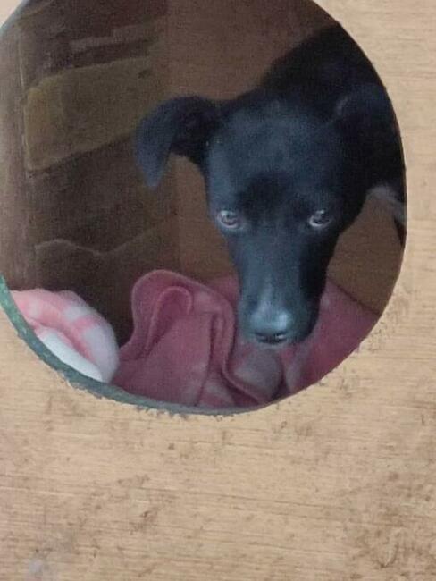 KROPECZKA młodziutka wycofana sunia BŁAGA PILNIE o ratunek