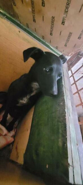 KROPECZKA młodziutka wycofana sunia BŁAGA PILNIE o ratunek