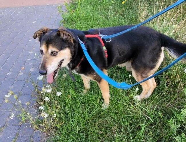Starszy oddany człowiekowi psiak BŁAGA o ratunek