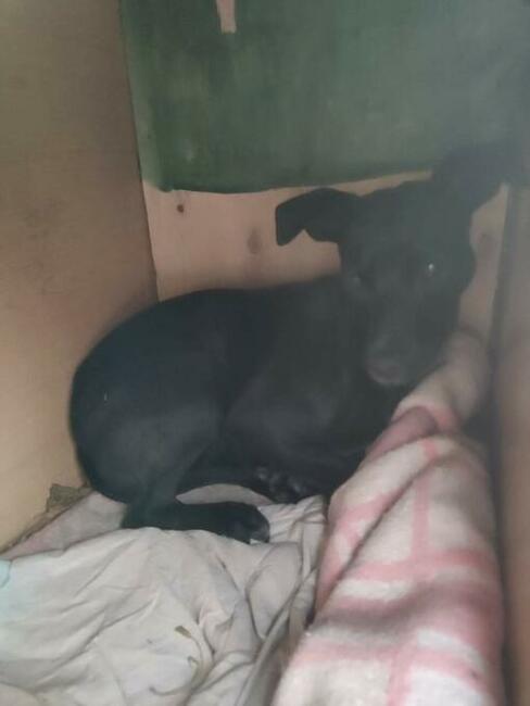 Młoda przerażona sunia szuka PILNIE domku pełnego miłości