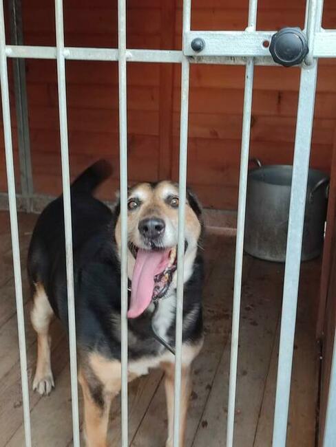 Starszy oddany człowiekowi psiak BŁAGA o ratunek