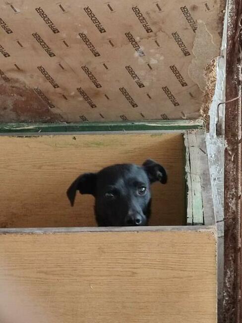 Młoda przerażona sunia szuka PILNIE domku pełnego miłości