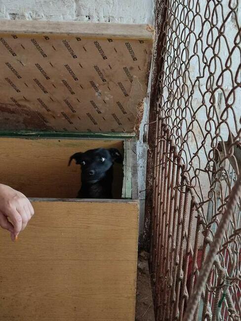 Młoda przerażona sunia szuka PILNIE domku pełnego miłości