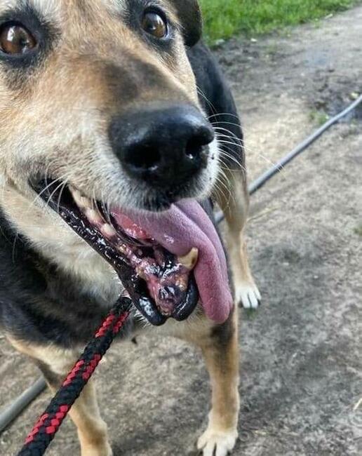 SZARIK wiekowy prze kochany psiak BŁAGA o dom