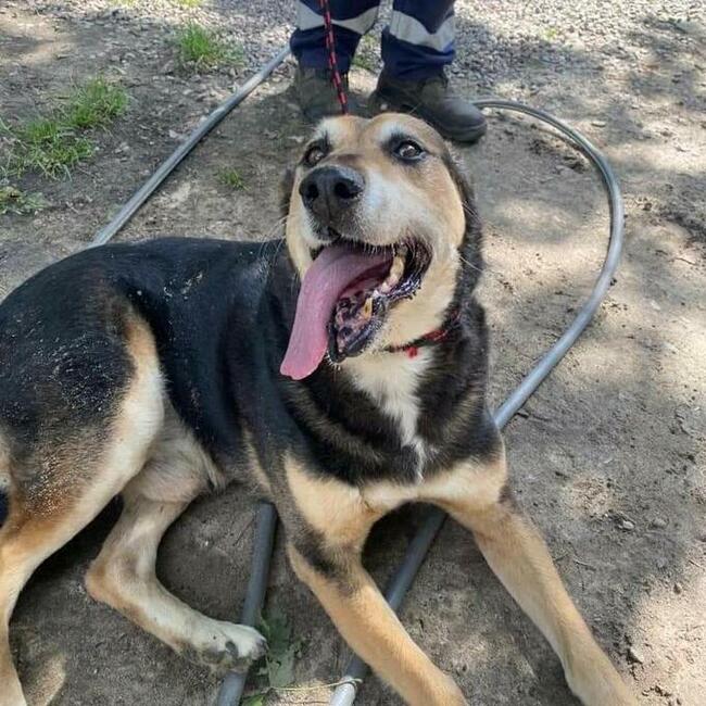 Starszy oddany człowiekowi psiak BŁAGA o ratunek