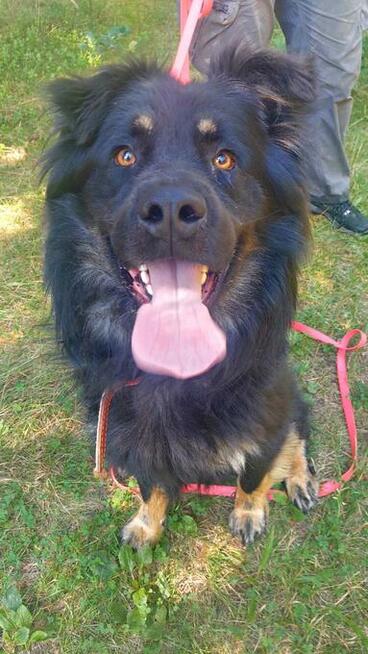 Przepiękny, duży pies w typie owczarka do adopcji, 2letni