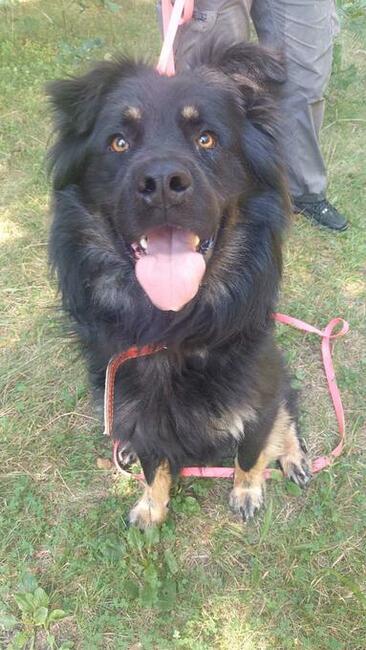 Przepiękny owczarek niemiec. WIRUS szuka domu, 2l, 36kg