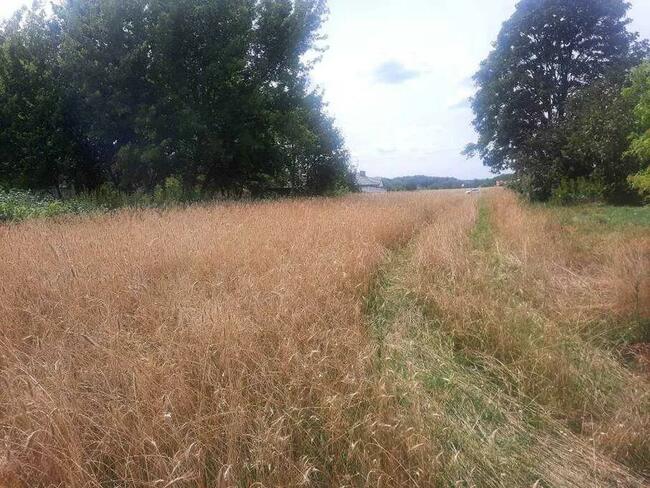 Zaręby działka rolna