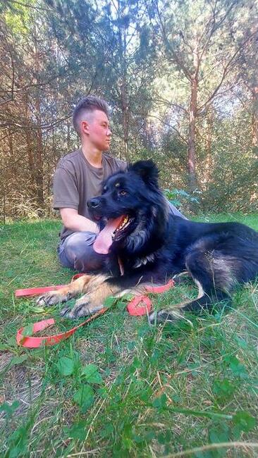 Przepiękny owczarek niemiec. WIRUS szuka domu, 2l, 36kg