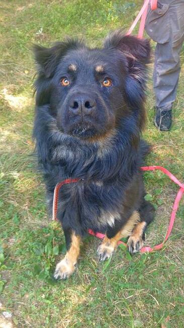 Przepiękny owczarek niemiec. WIRUS szuka domu, 2l, 36kg