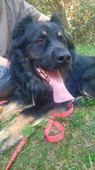 Przepiękny owczarek niemiec. WIRUS szuka domu, 2l, 36kg