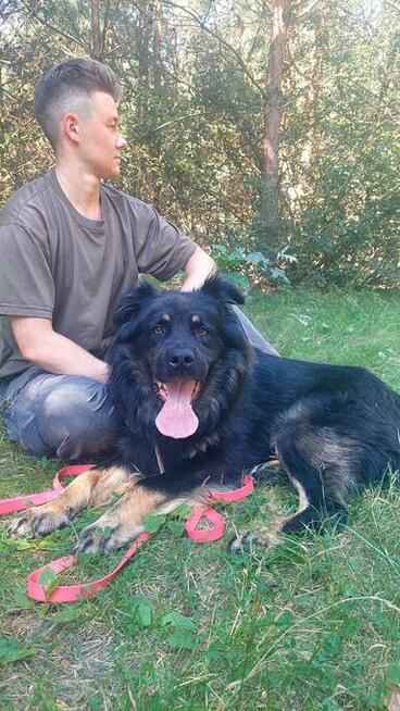 Przepiękny, duży pies w typie owczarka do adopcji, 2letni