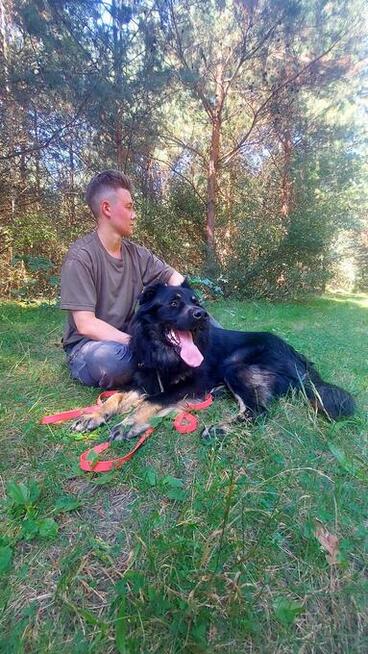 Przepiękny, duży pies w typie owczarka do adopcji, 2letni