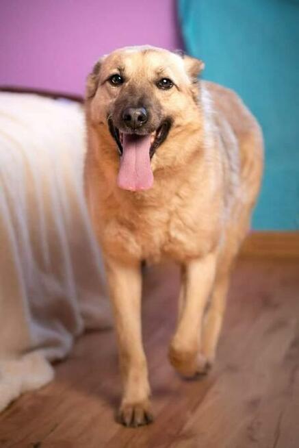 Brandon - łagodny, wesoły psiak szuka domu!