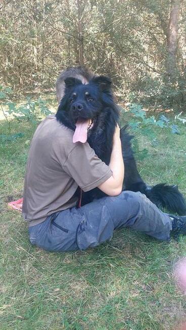 Przepiękny, duży pies w typie owczarka do adopcji, 2letni